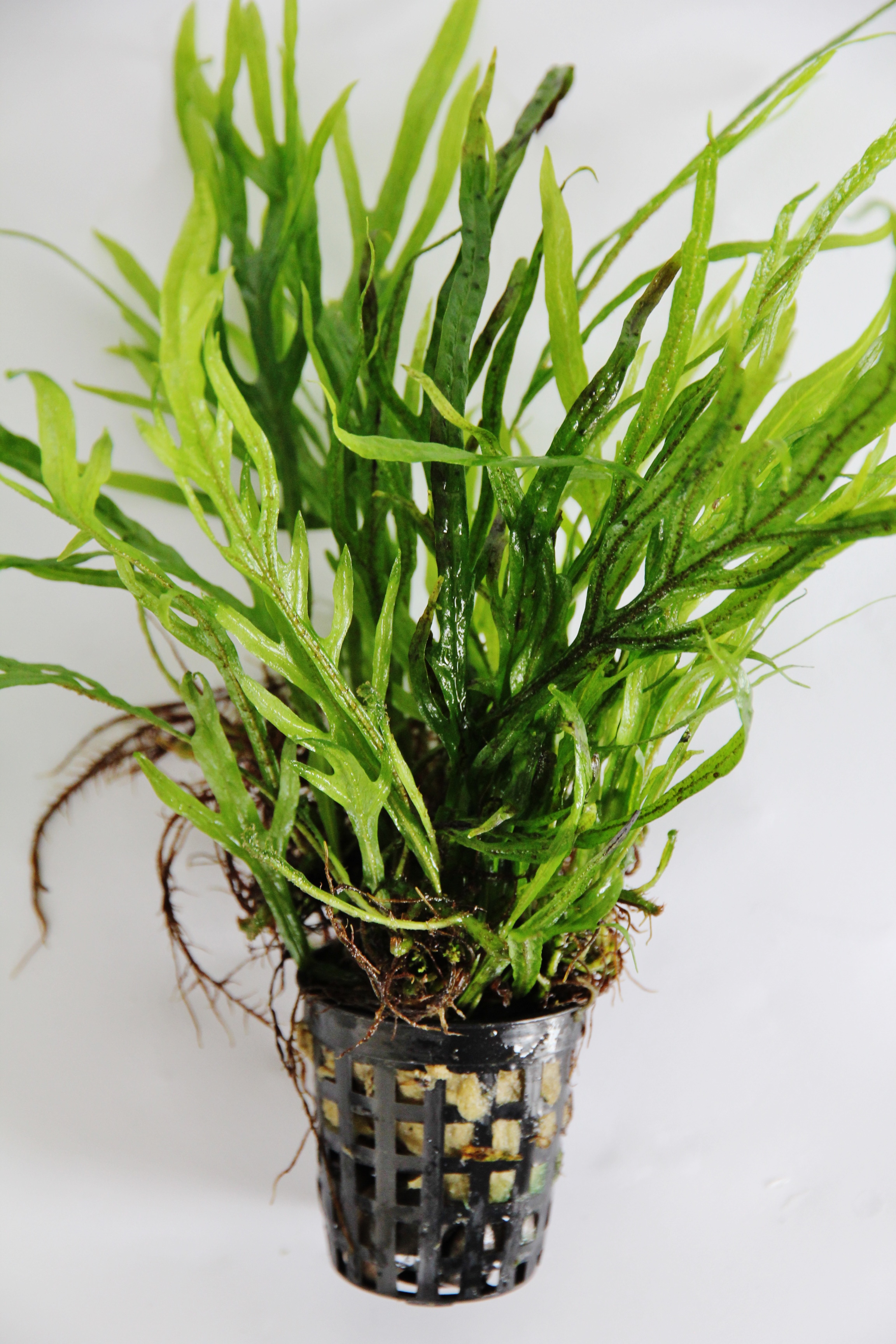 Microsorum trident in pot